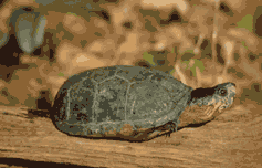 Eastern mud turtle. Click to see a larger version