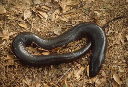 Two-toed amphiuma. Click to see a much larger version