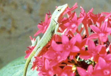 Green anole. Click to see the full image