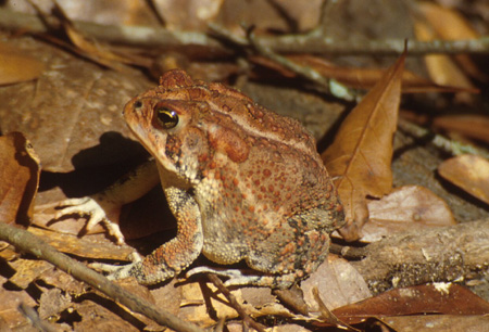 Southern toad. Click to see a much larger version