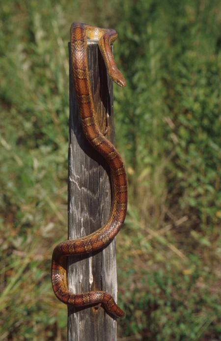 Corn snake. Click to see a much larger version