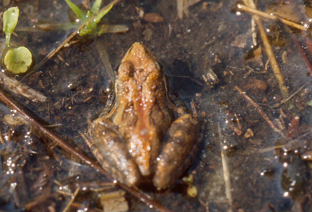 Florida cricket frog. Click to see a much larger version