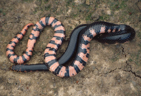 Mud snake. Click to see a much larger version