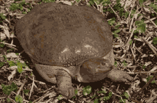 Florida softshell turtle. Click to see a much larger version