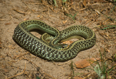 Garter snake. Click to see a much larger version