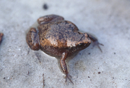 Narrowmouthed toad. Click to see a much larger version