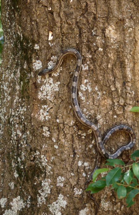 Gray rat snake. Click to see a much larger version
