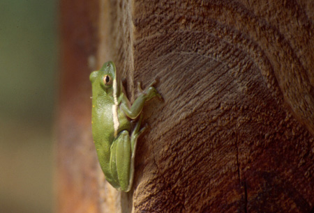 Green tree frog. Click to see a much larger version