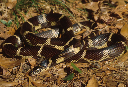 Eastern kingsnake. Click to see a much larger version