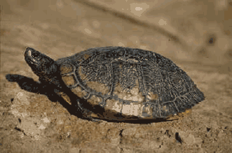 Yellow-bellied slider. Click to see a much larger version