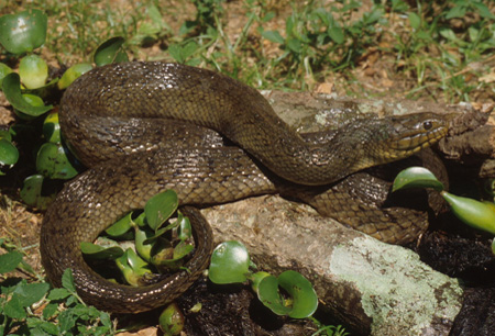 Florida green water snake. Click to see a much larger version