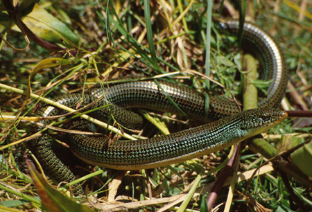 Eastern glass lizard. Click to see a much larger version
