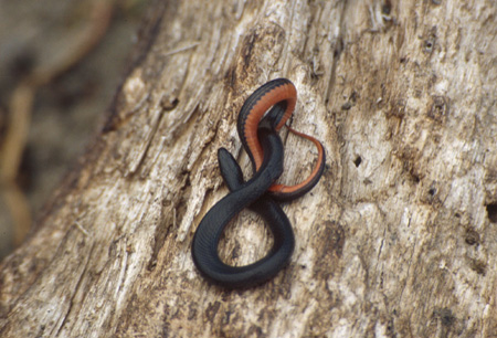 Black swamp snake. Click to see a much larger version