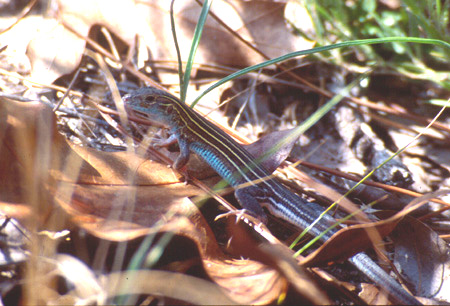 Six-lined racerunner. Click to see a much larger version