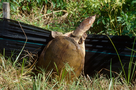 Florida softshell climbing over temporary fence. Click to see much larger version