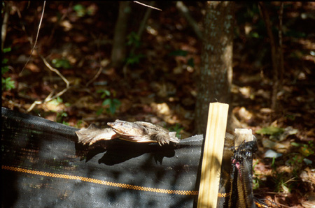 Florida softshell climbing over temporary fence. Click to see much larger version