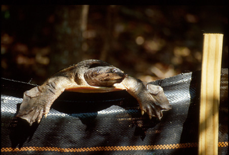 Florida softshell turtle climbing over temporary fence. Click to see much larger version