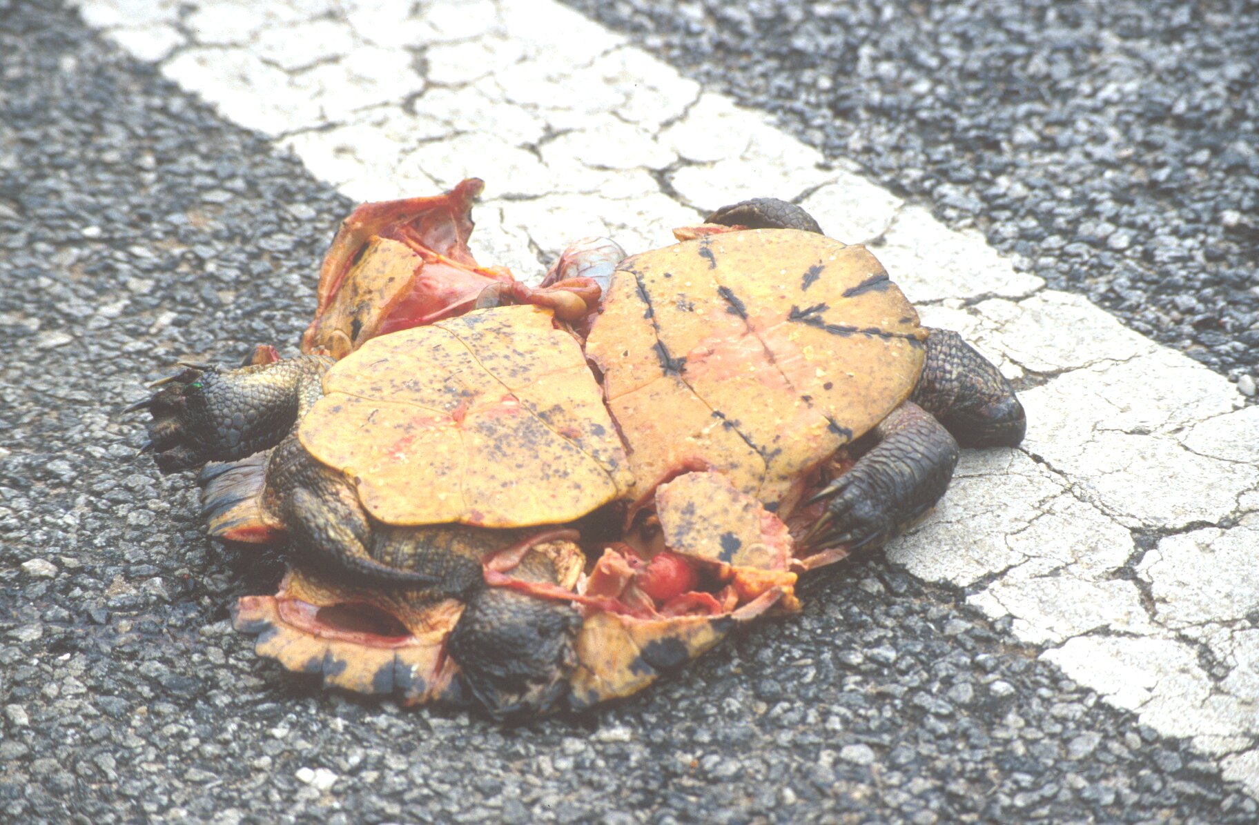 The Lazy Lizard's Tales: No jaywalking. Monkeys more law-abiding than humans